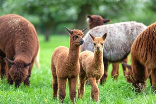 Alpaca Home 100% Alpaca Wool Dryer Balls - Felted - Set of 3 - Made in USA - All Natural Colors - Hypoallergenic - Image 7
