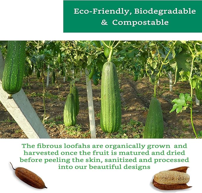 Natural Loofah Exfoliating Sponge (Medium - 4 Pack) - Loofa Exfoliating Body Scrubber - Biodegradable Organic Loofah Sponge - Shower Luffa Sponges - Shower Lufa - Estropajos para el Cuerpo