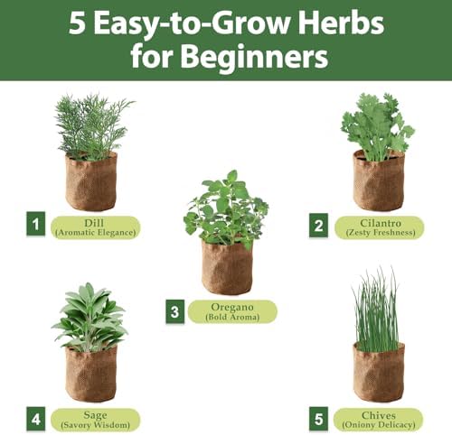 5 Herb Garden Planter Indoor with Wooden Box, Home Kitchen Seed Starter Kit Including Dill, Cilantro, Oregano, Sage, Chives, Birthday, Mothers Day, House Warming, Gardening Gifts for Women, Mom - Image 2