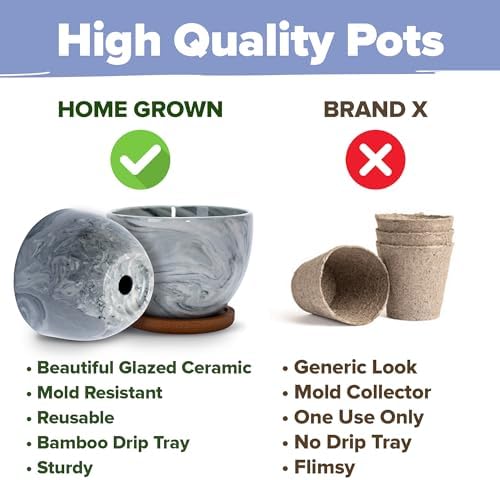 HOME GROWN Bonsai Tree Starter Kit, 4 Varieties, Indoor Gardening Gift Set - Image 4