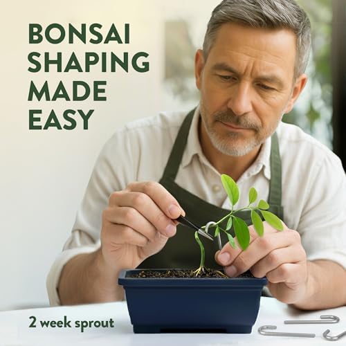 HOME GROWN 4 Bonsai Tree Starter Kit, Christmas Gardening Gift for Adults - Image 5