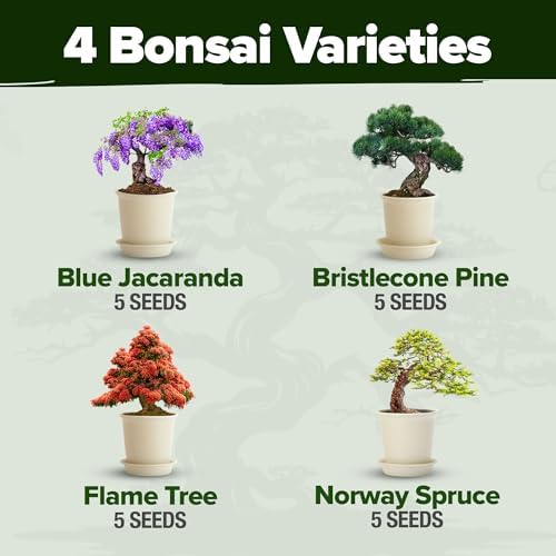 HOME GROWN Bonsai Tree Starter Kit, Grow 4 Bonsai Trees, Gardening Gift - Image 3