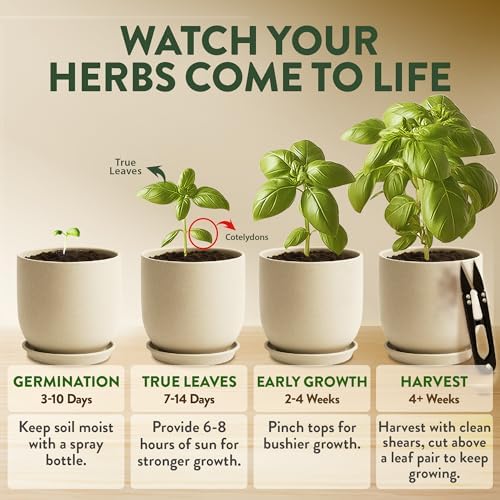 HOME GROWN 4 Herb Indoor Garden Kit, Christmas Gardening Gift for Adults - Image 6