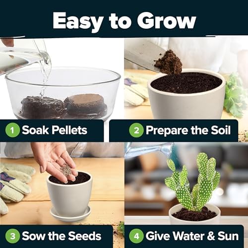 HOME GROWN Succulent & Cactus Seed Starter Kit, DIY Gardening Gift - Image 5