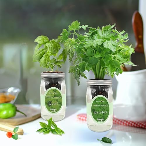 2-Pack Hydroponic Mason Jar Herb Garden Kit, Indoor Herb Garden Self-Watering Starter Kit (Basil, Parsley) - Image 4