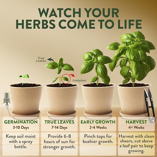 HOME GROWN 4 Herb Indoor Garden Kit, Christmas Gardening Gift for Adults - Image 6