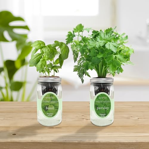 2-Pack Hydroponic Mason Jar Herb Garden Kit, Indoor Herb Garden Self-Watering Starter Kit (Basil, Parsley) - Image 5