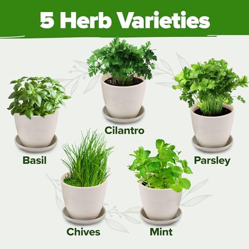 HOME GROWN 5 Herb Indoor Garden Starter Kit, Christmas Gardening Gift - Image 3