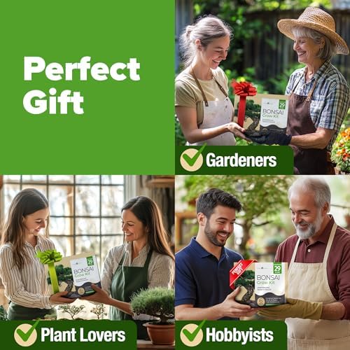 HOME GROWN 6 Bonsai Tree Starter Kit, Indoor Growing & Christmas Gift - Image 6