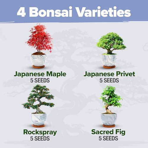 HOME GROWN Bonsai Tree Starter Kit, 4 Varieties, Indoor Gardening Gift Set - Image 3