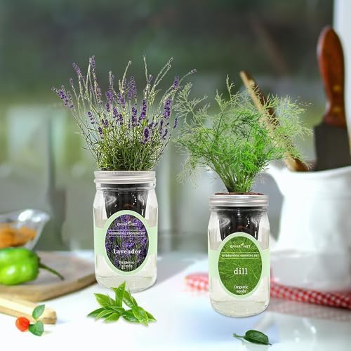 Lavender & Rosemary Mason Jar Herb Garden Kit, Aromatic Herb Duo, 2 Pack Indoor Hydroponic Growing Kit - Image 4
