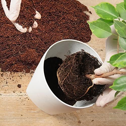 Home and Country Coconut Fiber Compressed Coco Coir Brick. Coco Coir is Great to use as a Compost Starter for Your Home Garden. Coco Coir Bricks Provide Organic Alternative to Peat Moss for Plants.10 - Image 5
