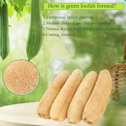 Natural Loofah Sponges 3-Pack, Extra Dense Long-Lasting for Dishes Body, 100% Plant Fiber Exfoliating Scrubber, Eco-Friendly Kitchen Sponge, Biodegradable, Gentle on Skin, Cookware - Image 2