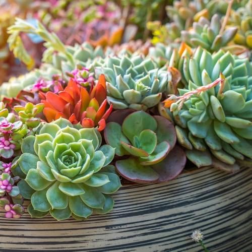 Back to the Roots 100% Organic Succulent & Cacti Mix (Value 25 Quart) | Made in the USA - Image 5