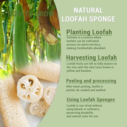 Natural Loofah Kitchen Scrubbing Pads, Vietnamese 100% Plant-Based Luffa, Multi-Purpose Dish Washing Sponges (Pack 4) - Image 2