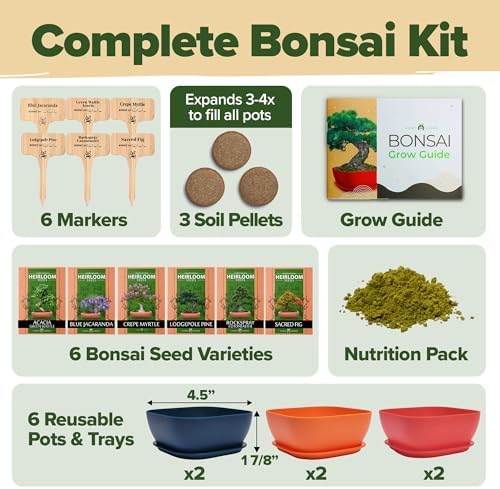 HOME GROWN 6 Bonsai Tree Starter Kit, Indoor Growing & Christmas Gift - Image 2