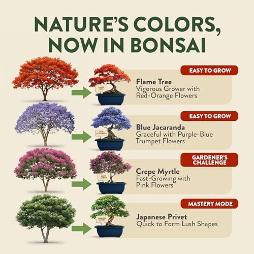 HOME GROWN 4 Bonsai Tree Starter Kit, Christmas Gardening Gift for Adults - Image 2