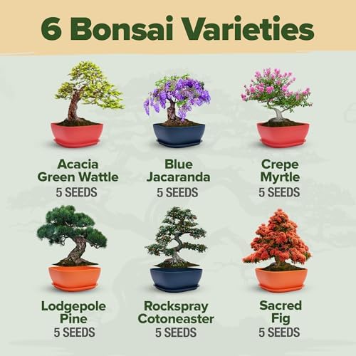 HOME GROWN 6 Bonsai Tree Starter Kit, Indoor Growing & Christmas Gift - Image 3