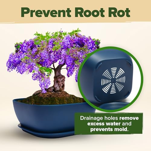 HOME GROWN 6 Bonsai Tree Starter Kit, Indoor Growing & Christmas Gift - Image 7