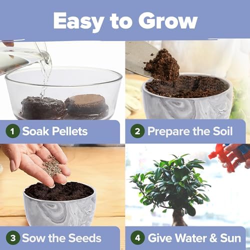 HOME GROWN Bonsai Tree Starter Kit, 4 Varieties, Indoor Gardening Gift Set - Image 6