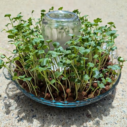 Set of 6 Mason Jar(Normal Mouth) or Soda Bottle Adapter 3D Printed/Self-Watering Micro Greens/self-Watering Micro Greens System (Set of 6 caps) - Image 3
