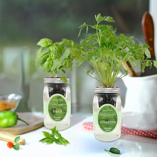 2-Pack Hydroponic Mason Jar Herb Garden Kit, Indoor Herb Garden Self-Watering Starter Kit (Basil,Cilantro) - Image 4