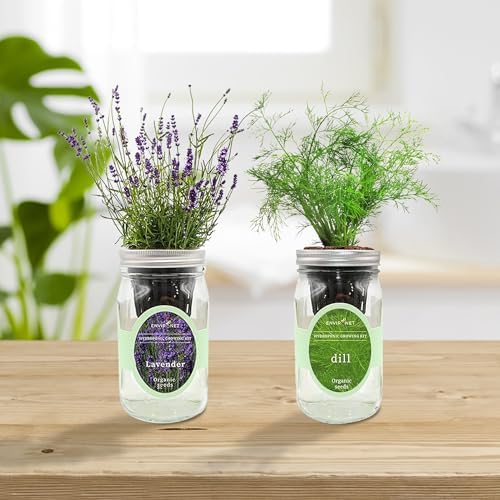 Lavender & Rosemary Mason Jar Herb Garden Kit, Aromatic Herb Duo, 2 Pack Indoor Hydroponic Growing Kit - Image 5