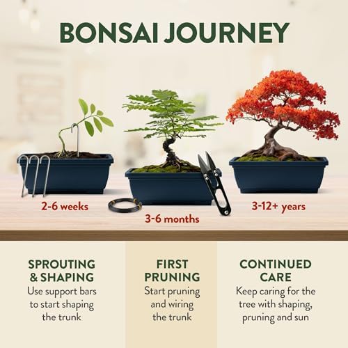 HOME GROWN 4 Bonsai Tree Starter Kit, Christmas Gardening Gift for Adults - Image 6