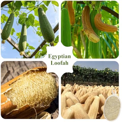 Premium Egyptian Natural Loofah Sponge 100% Plant-Based Exfoliating Body Scrubber Dye-Free Biodegradable Shower Pouf Deep Cleansing for Body Back and Face, Women & Men (3 Pack) - Image 7