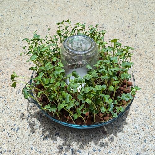 Set of 9 Mason Jar(Normal Mouth) or Soda Bottle Adapter 3D Printed/Self-Watering Micro Greens/self-Watering Micro Greens System (Set of 9 caps) - Image 6