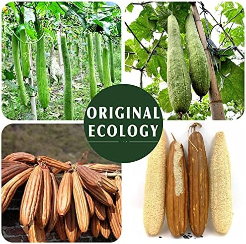 YIQINGJIE Natural Loofah Exfoliating Body Scrubber,4 Pack,Brown - Image 5