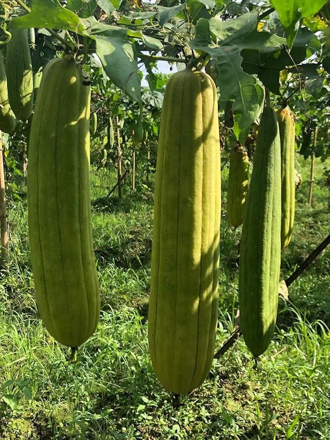 Natural Loofah Sponges Organic Luffa Bath Shower Sponge Exfoliating Body Back Scrubber for Men Women Adults SPA Beauty Bathing Daily Care - 4 PCS