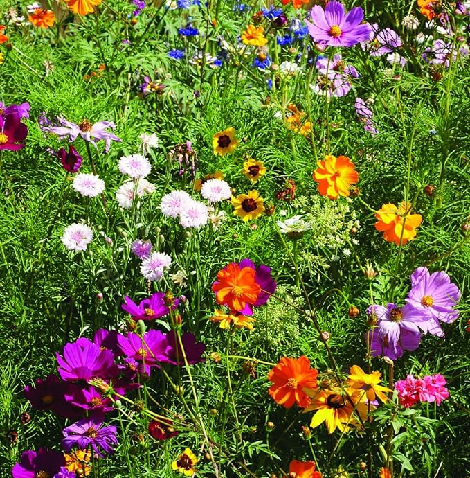 Bentley Seed Co. | The Earth Laughs in Flowers | Beautiful Illustrated Flower Design Art and Quote | Environmental Favor | Pollinator Wildflower Mix Seed Packets | Eco-Friendly Hand Out Gift | 25 Pk