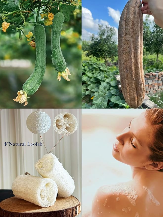 4" Natural Loofah Exfoliating Body and Face Sponge for Skin Care in Bath Spa Shower - Pack of 24 Eco-Friendly Biodegradable Luffa Scrubber