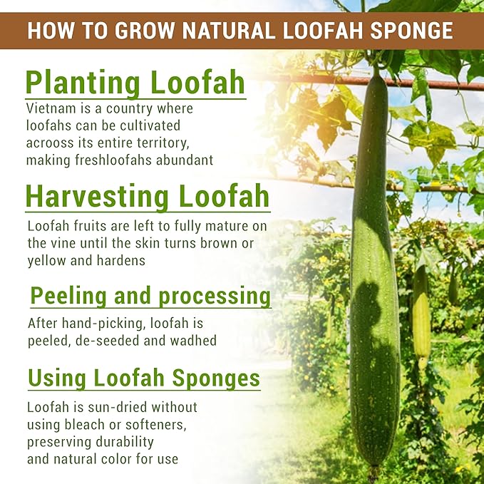 Natural Vietnamese Loofah Sponge, 100% Plant-Based Luffa Exfoliating Body Scrubber for Shower, Multi-Functional for Kitchen, Ideal for Men & Women, Spa & for Pet (2pcs/Pack)