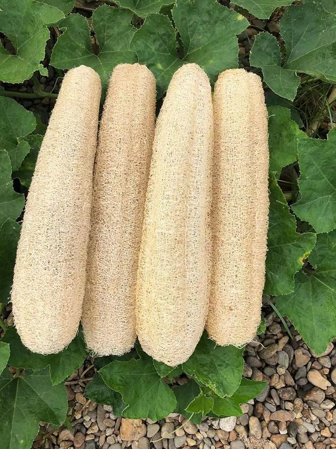 Natural Loofah Sponges Organic Luffa Bath Shower Sponge Exfoliating Body Back Scrubber for Men Women Adults SPA Beauty Bathing Daily Care - 4 PCS